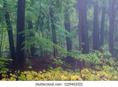 Woods Door Images Stock Photos Vectors Shutterstock