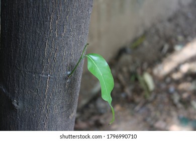 Only one leaf at this tree
