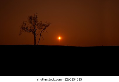 Only one tree  in sunset