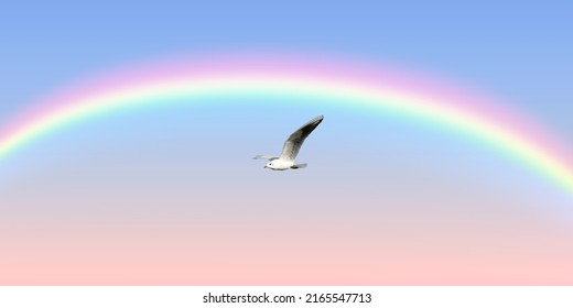 The Only Seagull Flying In The Sunset Sky. Amazing Nature Scenery Rainbow In Cloudless Sky.