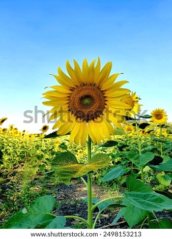 Similar – Image, Stock Photo 555 hours of sunshine