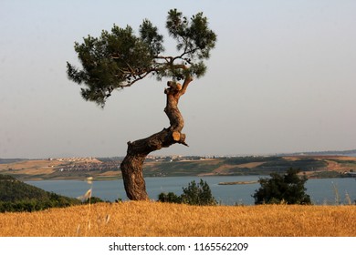 the only tree in the field