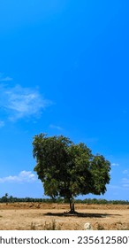 the only tree left on the development land
