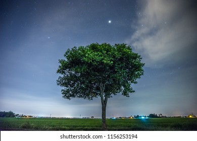 the only tree at night