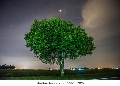 the only tree at night