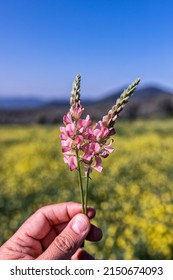 Onobrychis Sativa Cover Crop In An Orchard