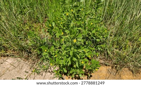 Ononis viscosa subsp. breviflora is a small sticky annual Fabaceae plant with yellow flowers, trifoliate leaves, and hairy stems, growing in dry scrub and roadside habitats.