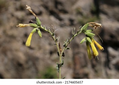 Onosma Echioides, Boraginaceae. Wild Plant Shot In Summer.