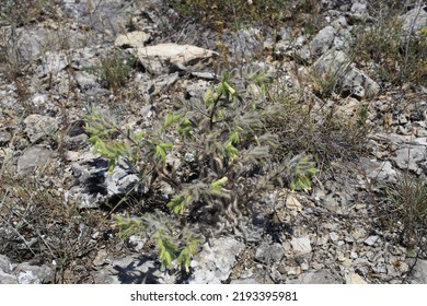 Onosma Rhodopaea, Boraginaceae. Wild Plant Shot In Summer.