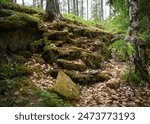 The onset of autumn in a dense forest with rocky slopes in Karelia