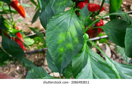 Onset Of Powdery Mildew On Pepper Plant In Greenhouse. 
This Disease That Can Spread More Quickly In Moist Air.