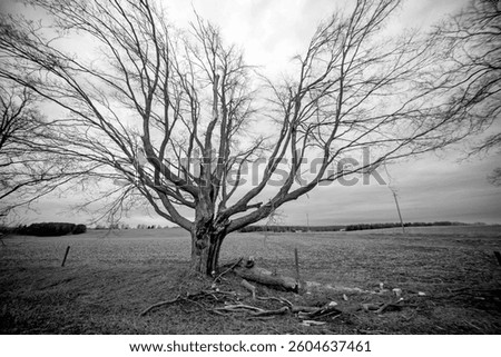 Ontario, Canada, Canadian farm landscape, early spring, late March. Ultra wide angle deciduous tree, dormant, leafless, bare branches. Black and white. Farm field farmland. Broken damaged limbs.