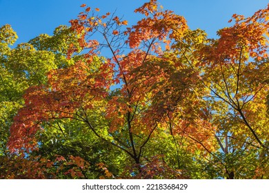 Ontario, Canada - Maple Trees In Brilliant  Autumn Foliage