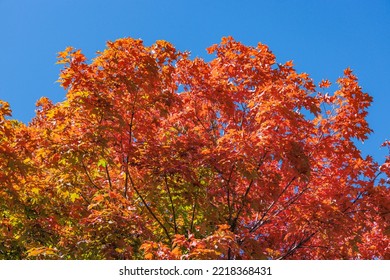 Ontario, Canada - Maple Trees In Brilliant  Autumn Foliage