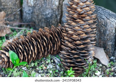 Ontario Canada native tree species. Sugar pine Pinecone pinecones pine cones cone. Brown layers texture pattern. Seed seeds on ground. Macro close up. Beauty in nature. Visual interest. Organic nature