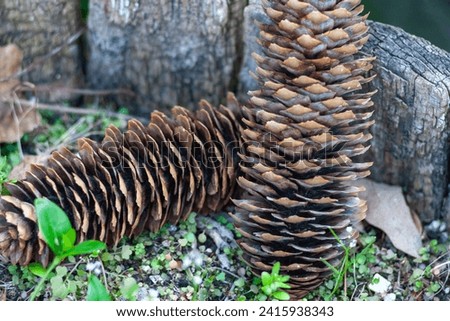 Ontario Canada native tree species. Sugar pine Pinecone pinecones pine cones cone. Brown layers texture pattern. Seed seeds on ground. Macro close up. Beauty in nature. Visual interest. Organic nature
