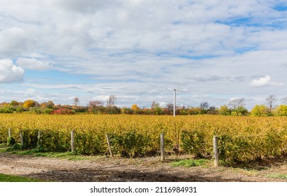 Ontario, Canada, October 17, 2013, Bird Banger, used to deter birds from feeding on the grapes, in a Vineyard in Prince Edward County in Autumn, after the harvest