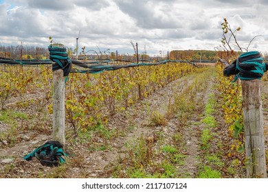 Ontario, Canada, October 17, 2013, Autumn In Prince Edward County,Vineyard  After The Harvest