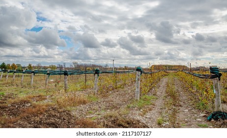 Ontario, Canada, October 17, 2013, Autumn In Prince Edward County,Vineyard  After The Harvest