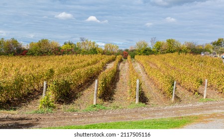 Ontario, Canada, October 17, 2013, Vineyard In Prince Edward County After The Harvest