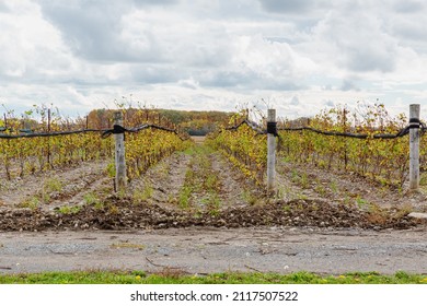 Ontario, Canada, October 17, 2013, Autumn In Prince Edward County,Vineyard  After The Harvest