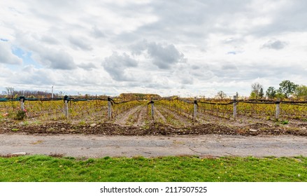 Ontario, Canada, October 17, 2013, Autumn In Prince Edward County,Vineyard  After The Harvest