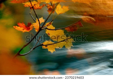 Similar – Image, Stock Photo Golden Autumn Environment