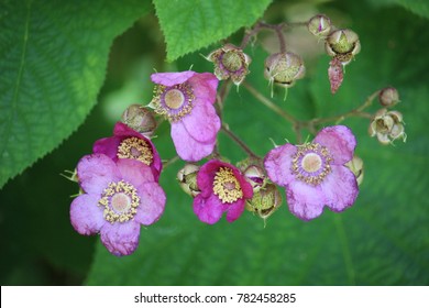 Ontario Wild Prickly Rose