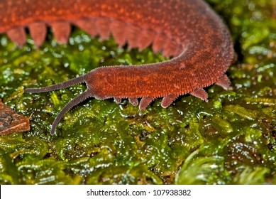 Onychophora (velvet Worm) Peripatus Sp.