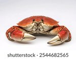 Ooked Dungeness crab isolated on white background