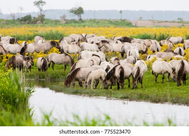 Oostvaardersplassen Konik Horses