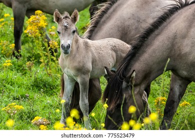 Oostvaardersplassen Konik Horses