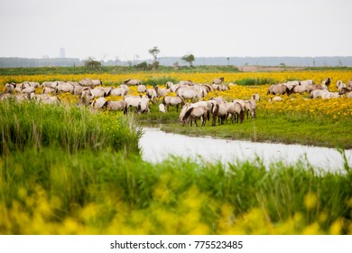 Oostvaardersplassen Konik Horses