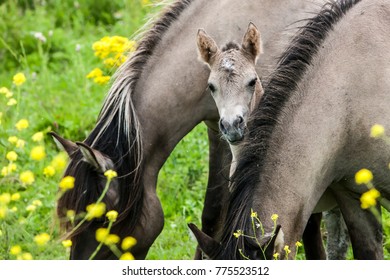 Oostvaardersplassen Konik Horses