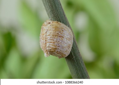 Ootheca mantis on the branches of a tree. The eggs of the insect laid in the cocoon for the winter are laid.