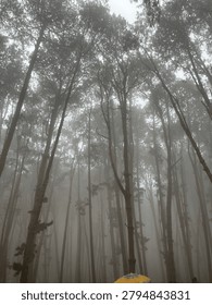 The Ooty pine forests transform into a surreal, cinematic world when blanketed in thick, rolling mist. Towering, slender pine trees stretch upward into a dense white fog that dampens all sound, creating a quiet, deeply peaceful atmosphere. Sunlight filters through the vapor in dramatic, ghostly beams, illuminating a forest floor covered in a soft carpet of dried needles and cones. Walking through this cool, misty landscape feels exactly like stepping onto a fantasy film set.