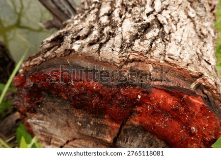 Oozing Sap from Tree Bark
