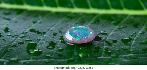 Opal Is A Gem That Has Beautiful Colors Rare And Expensive