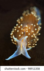 Opalescent Sea Slug