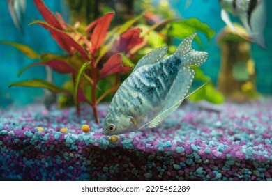 Gourami opalino, trichopodus trichopterus, alimentando peces en un acuario, acuarios como hobby