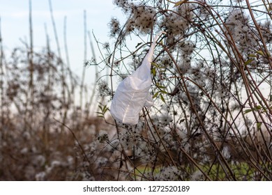 Opaque White Plastic Single Use Carrier Bag Caught In A Hedgerow On Travellers Joy Clematis Vitalba Seedheads