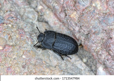 Opatrum Sabulosum (Tenebrionidae), Darkling Beetle