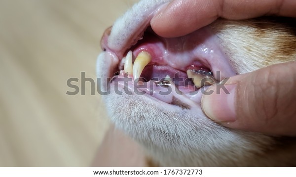 Open adult\
cat\'s mouth showing sharp teeth\
surface.