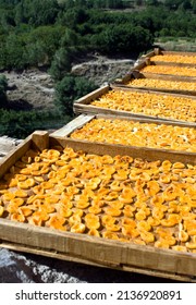 Open apricots in the sun to dry