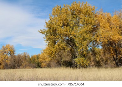 Open Autumn Field, Aurora, CO