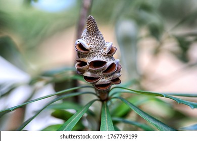 Open Banksia Integrifolia Seed Pod