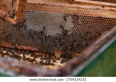An open bee hive in an apiary. Bees in an open bee hive. An apiary.