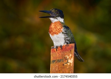 Open bill Amazon Kingfisher, Chloroceryle amazona, portrait of green and orange nice bird in Costa Rica. Portrait of beautiful bird from Amazon tropical forest.