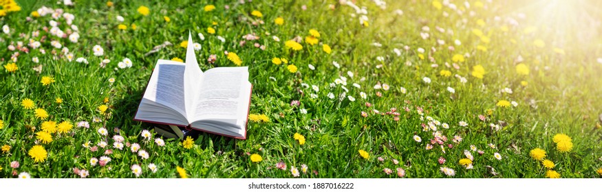 Open book in the grass on the field on sunny day in spring. Beautiful meadow with daisy and dandelion flowers at springtime. Reading and knowledge concept