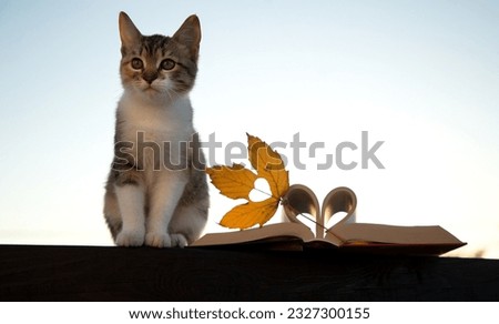 open books, pages folded in the shape of a heart, an autumn yellow leaf and domestic cat sitting on a wooden railing against sky. Relax in the company of your beloved pet. love nature and reading